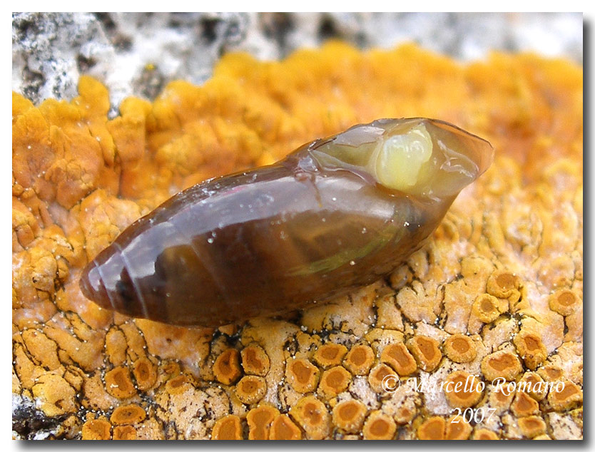 Ferussacia  folliculus (Gmelin, 1791) a Segesta (TP)